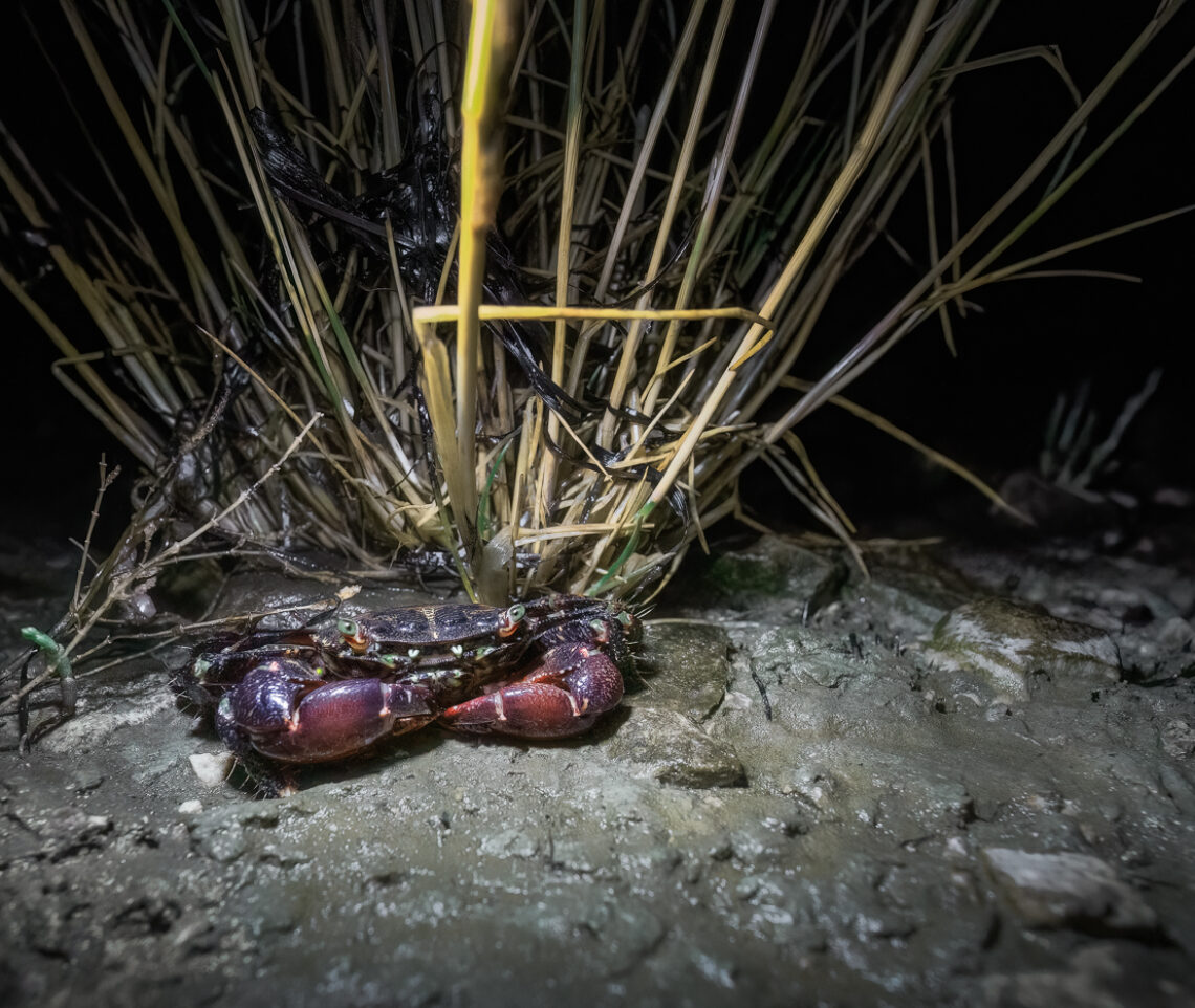 Granchio corridore (Pachygrapsus marmoratus) pronto per lo scatto (in tutti i sensi). Golfo di Trieste, Italia.