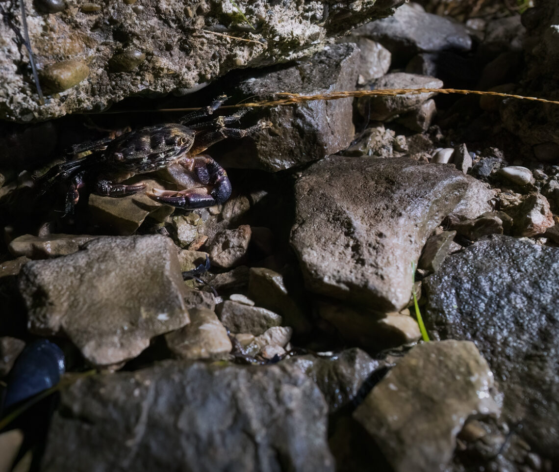 Lo sguardo del granchio corridore (Pachygrapsus marmoratus) fra timore e curiosità. Golfo di Trieste, Italia.