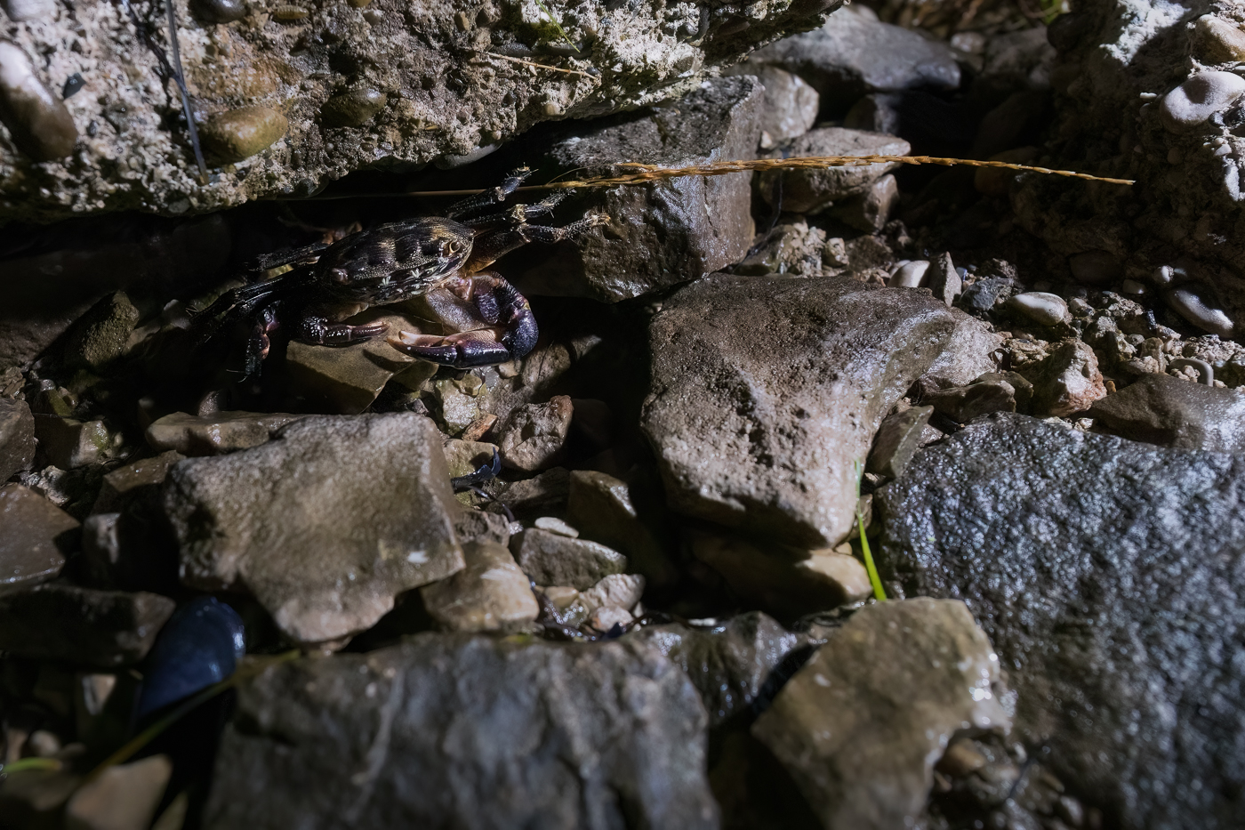 Lo sguardo del granchio corridore (Pachygrapsus marmoratus) fra timore e curiosità. Golfo di Trieste, Italia.