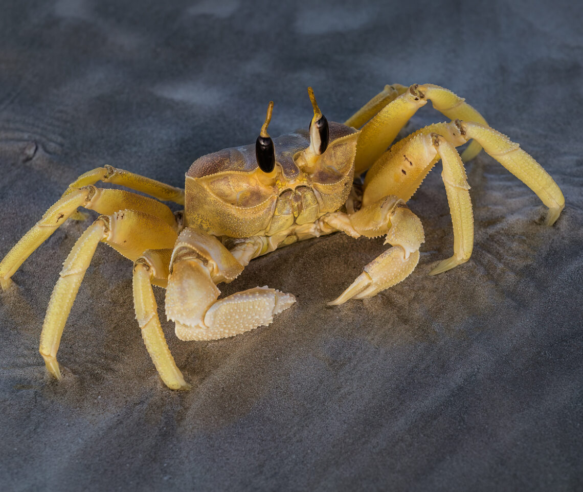 L’espressione contrariata dei velocissimi granchi fantasma della penisola arabica (Ocypode saratan). Oman.