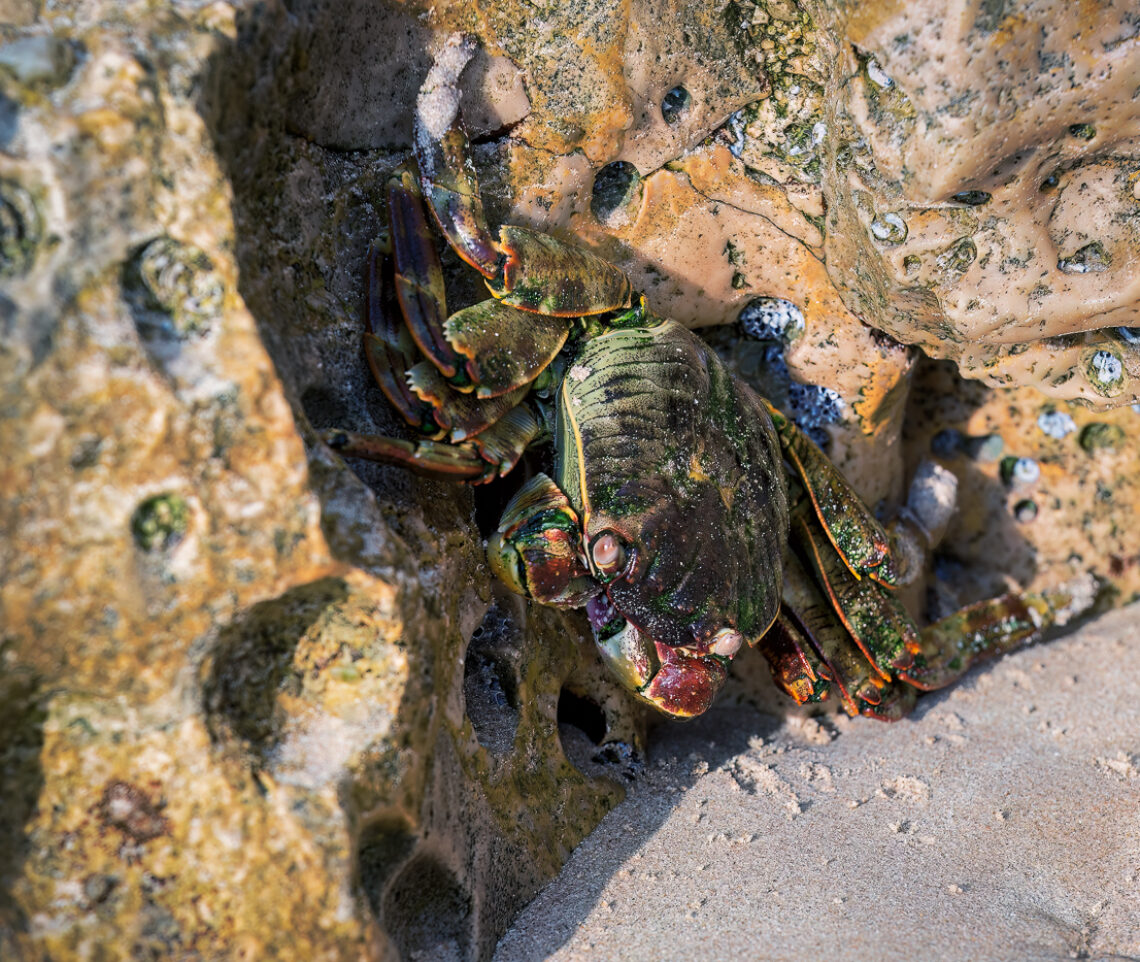 Le rocce gialle e sagomate delle spiagge desertiche sull’Oceano Indiano non riescono a nascondere il loro variopinto ospite. Granchio Corridore Zampe Bianche (Grapsus albolineatus). Oman.