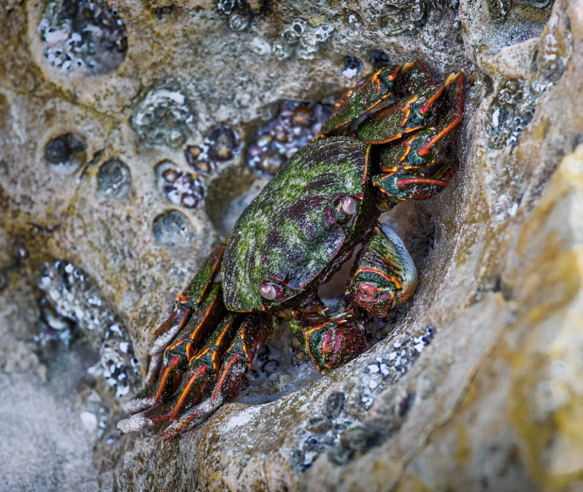 Granchio Corridore Zampe Bianche (Grapsus albolineatus) si nasconde fra le rocce affioranti dalla sabbia sulle coste dell’Oceano Indiano. Oman.