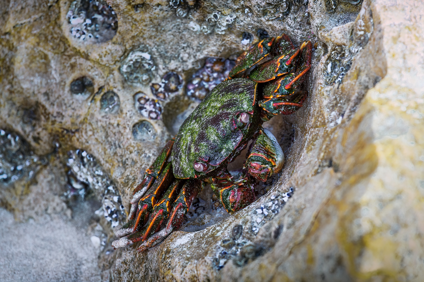 Granchio Corridore Zampe Bianche (Grapsus albolineatus) si nasconde fra le rocce affioranti dalla sabbia sulle coste dell’Oceano Indiano. Oman.