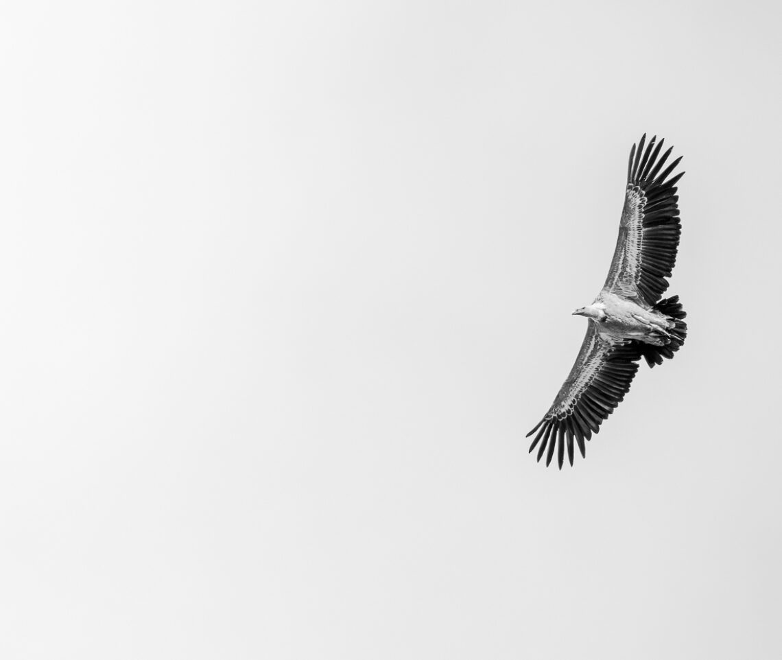 La maestosità del volo del grifone eurasiatico (Gyps fulvus). Alpi Carniche, Italia.