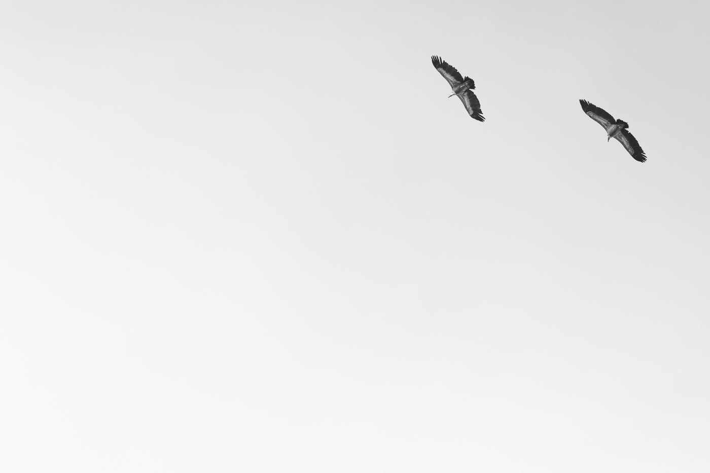 Grifoni eurasiatici (Gyps fulvus) volano in tandem in cerca di cibo. Alpi Carniche, Italia.