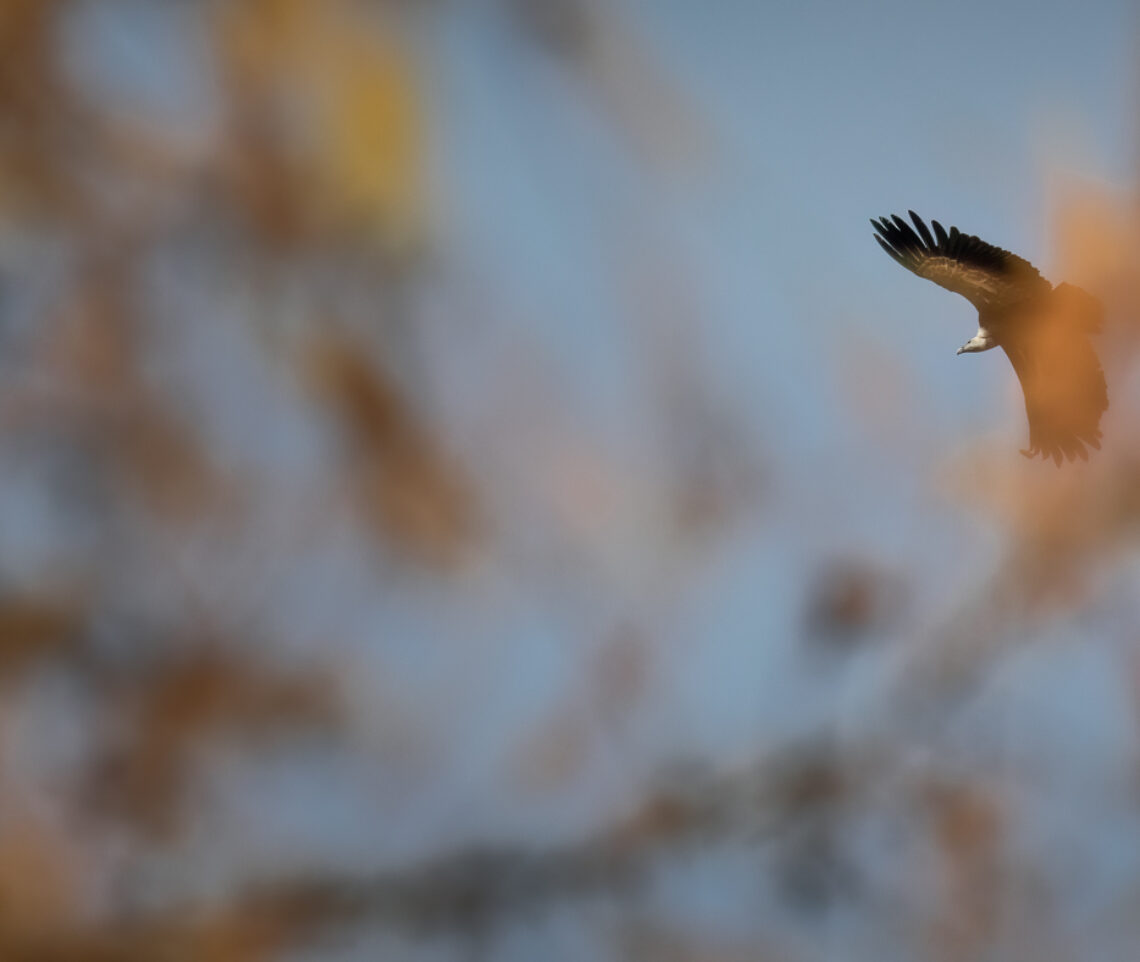 Il volo silenzioso del grifone eurasiatico (Gyps fulvus) incorniciato nei larici dorati dell’autunno alpino. Alpi Carniche, Italia.