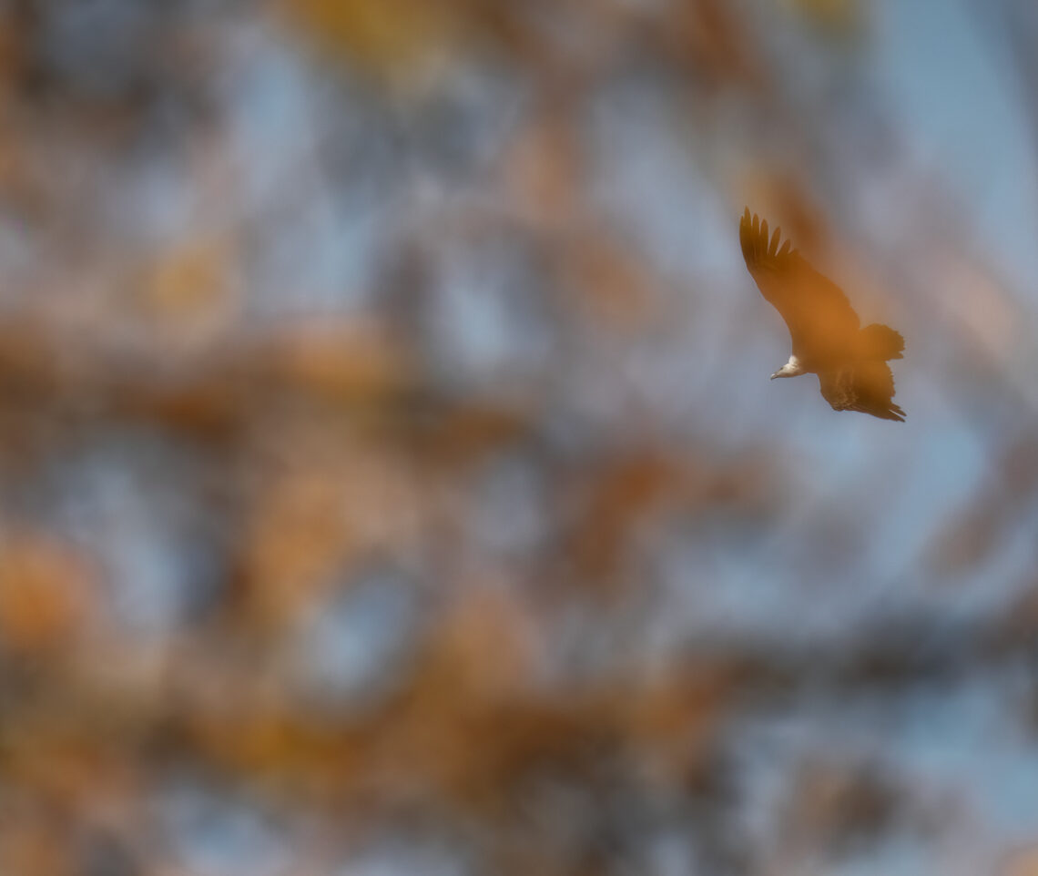 Grifone eurasiatico (Gyps fulvus), in ricognizione sulle Alpi Carniche, Italia.