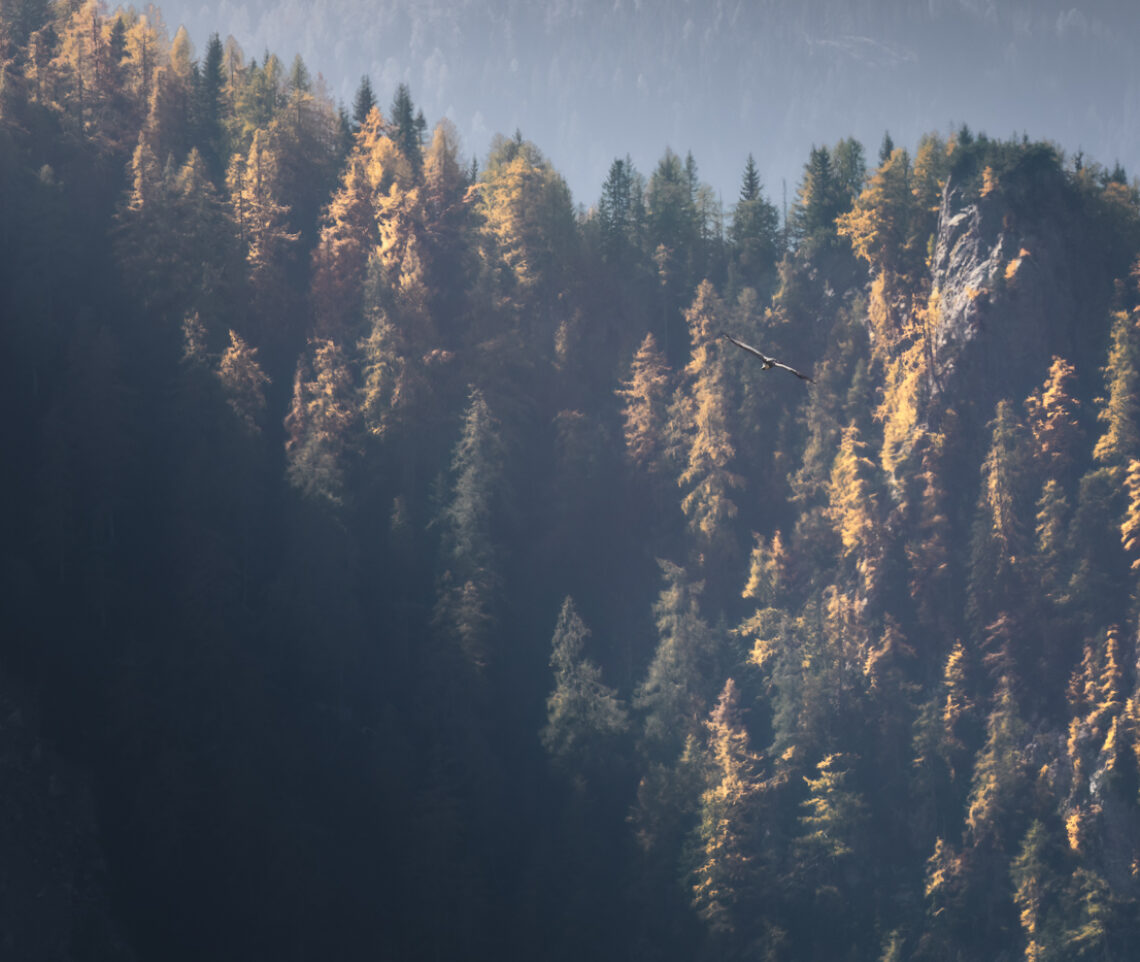 Un raggio di Sole colpisce un grifone eurasiatico (Gyps fulvus) in volo sopra le foreste alpine di larici e abeti. Alpi Carniche, Italia.