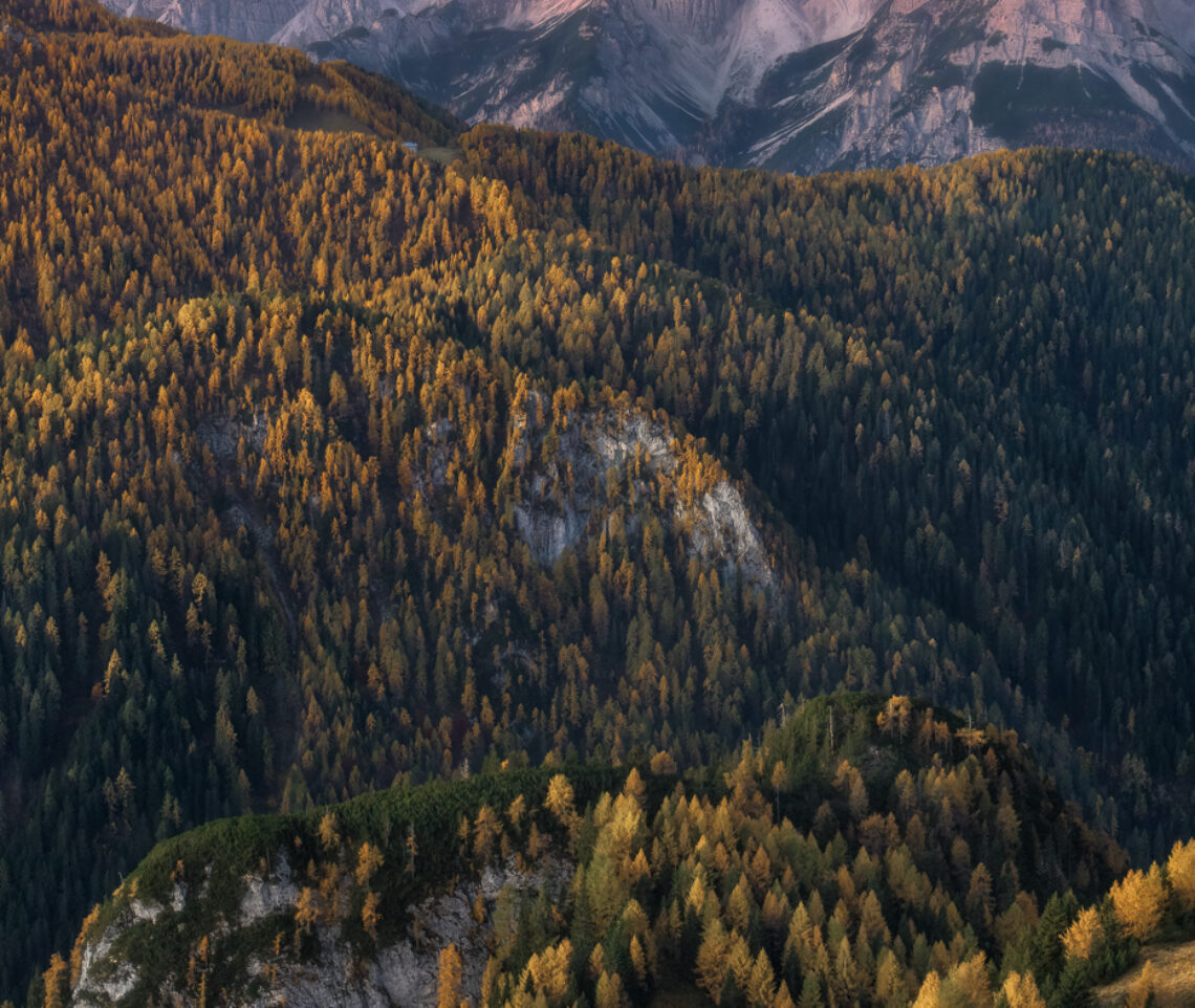 Le velature si tingono di rosa, come i monti. Le foreste alpine d’alta quota, sfiorate dalla luce indiretta del crepuscolo mattutino, sfoggiano le loro migliori tonalità. Alpi Carniche e Dolomiti Friulane, Italia.