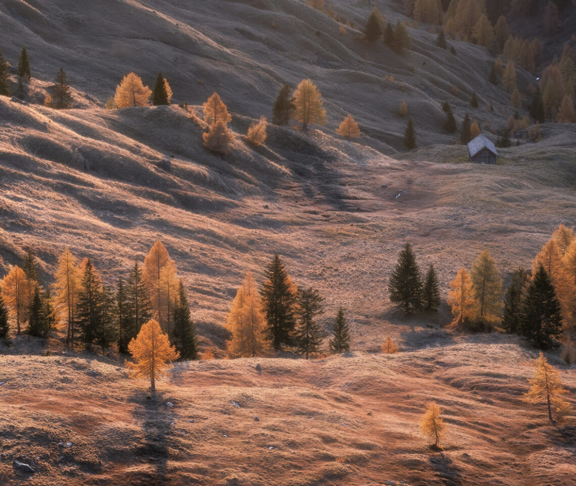 L’alba dorata dell’autunno accende i pascoli, risaltando tenaci larici e abeti isolati nelle praterie d’alta quota. Dolomiti Ampezzane, Italia.