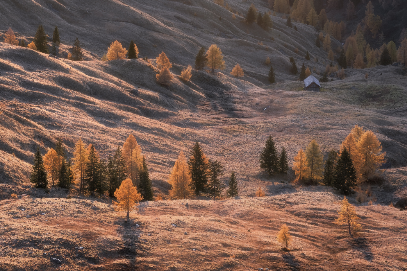 L’alba dorata dell’autunno accende i pascoli, risaltando tenaci larici e abeti isolati nelle praterie d’alta quota. Dolomiti Ampezzane, Italia.