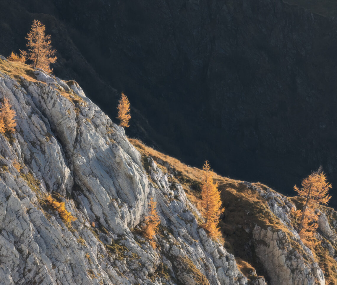 La tenacia dei larici. Alpi Carniche, Italia.