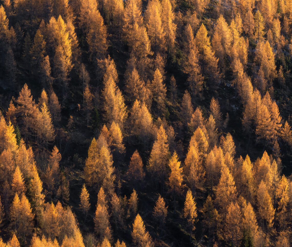 I boschi alpini di larici si tingono d’oro, al tramonto, in autunno. Alpi Carniche, Italia.