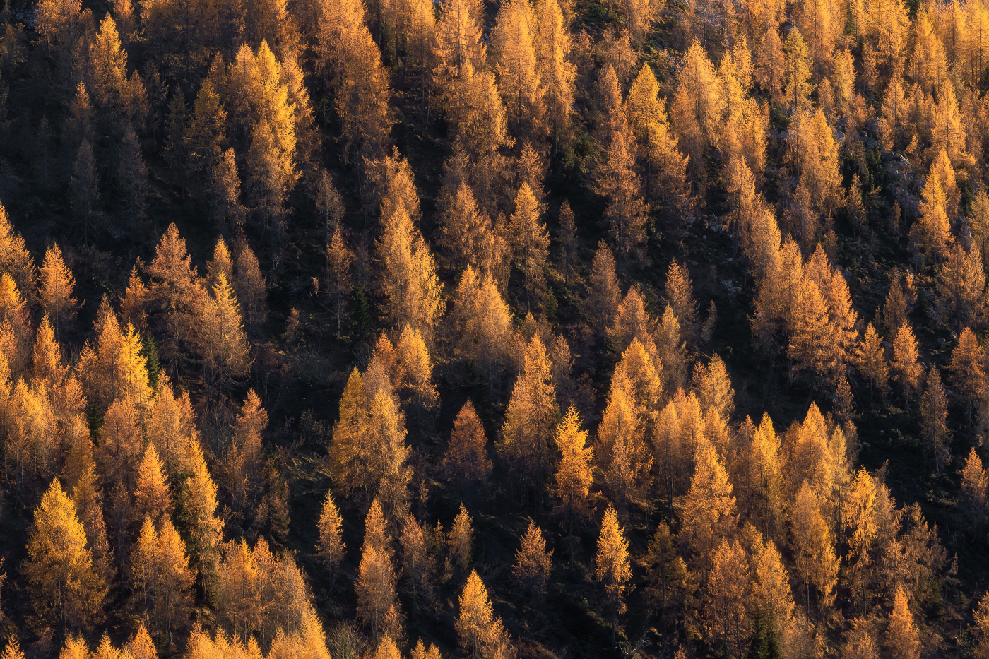 I boschi alpini di larici si tingono d’oro, al tramonto, in autunno. Alpi Carniche, Italia.