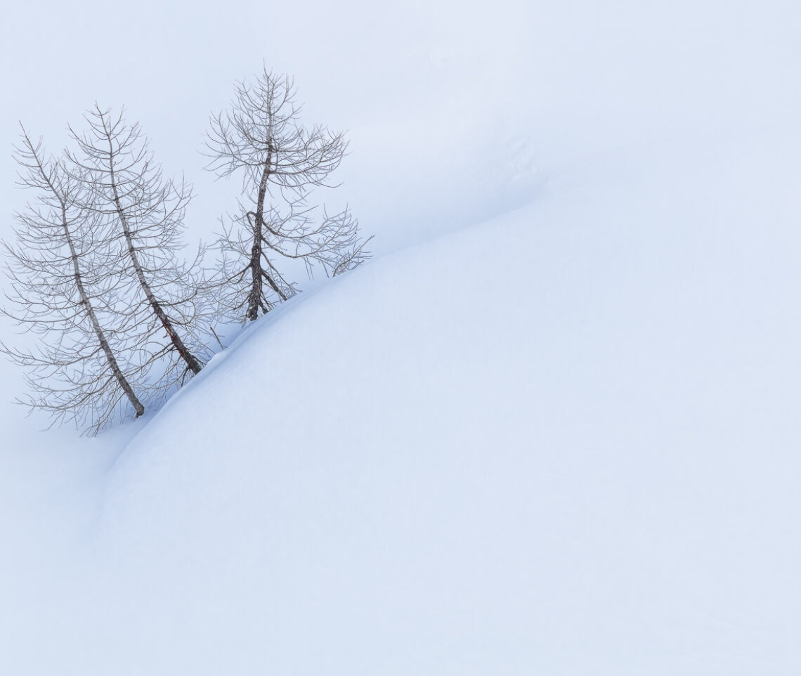 Forza, resistenza, solidarietà e resilienza. Parco Naturale Paneveggio Pale di San Martino, Italia.