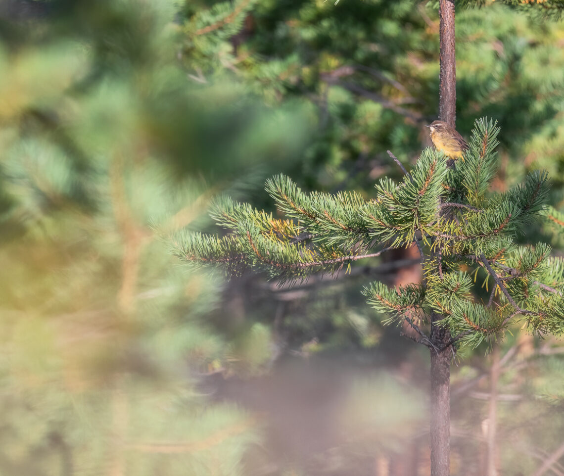 Luì grosso (Phylloscopus trochilus) si manifesta nella fitta taiga finlandese. Oulanka National Park, Finlandia.