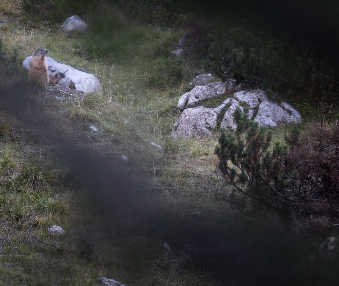 Marmotta alpina, con piccolo, in allerta fuori dalla tana. Alpi Carniche, Italia.