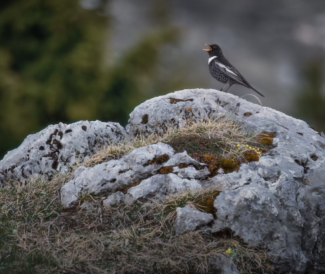 Merlo dal collare maschio (Turdus torquatus) in canto delimita il suo territorio. Alpi Giulie, Italia.