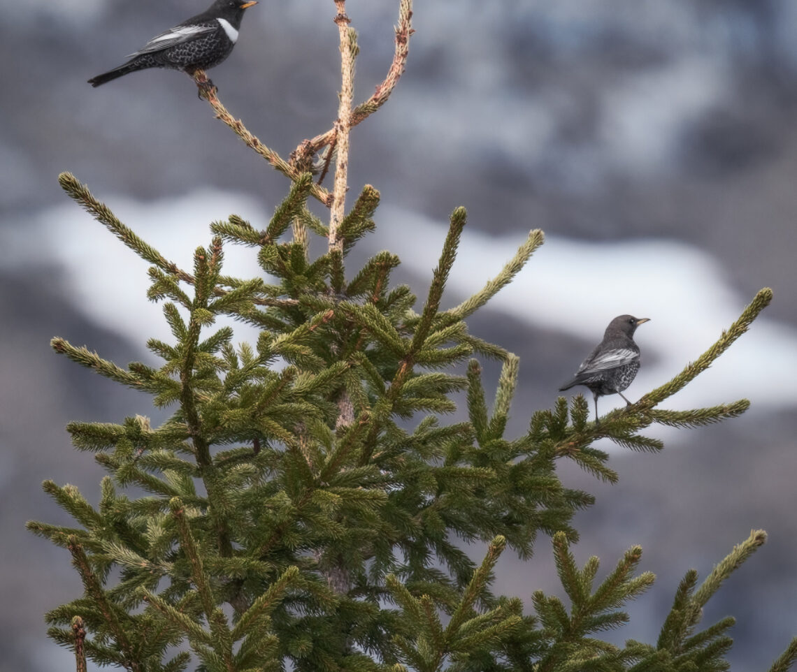 È il momento della riproduzione per i merli dal collare (Turdus torquatus). Una coppia vigila dall’alto sul proprio territorio. Alpi Giulie, Italia.