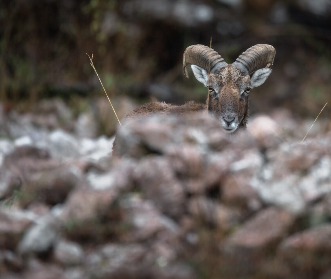 Interpretare gli sguardi. Muflone europeo (Ovis gmelini musimon). Prealpi Carniche, Italia.