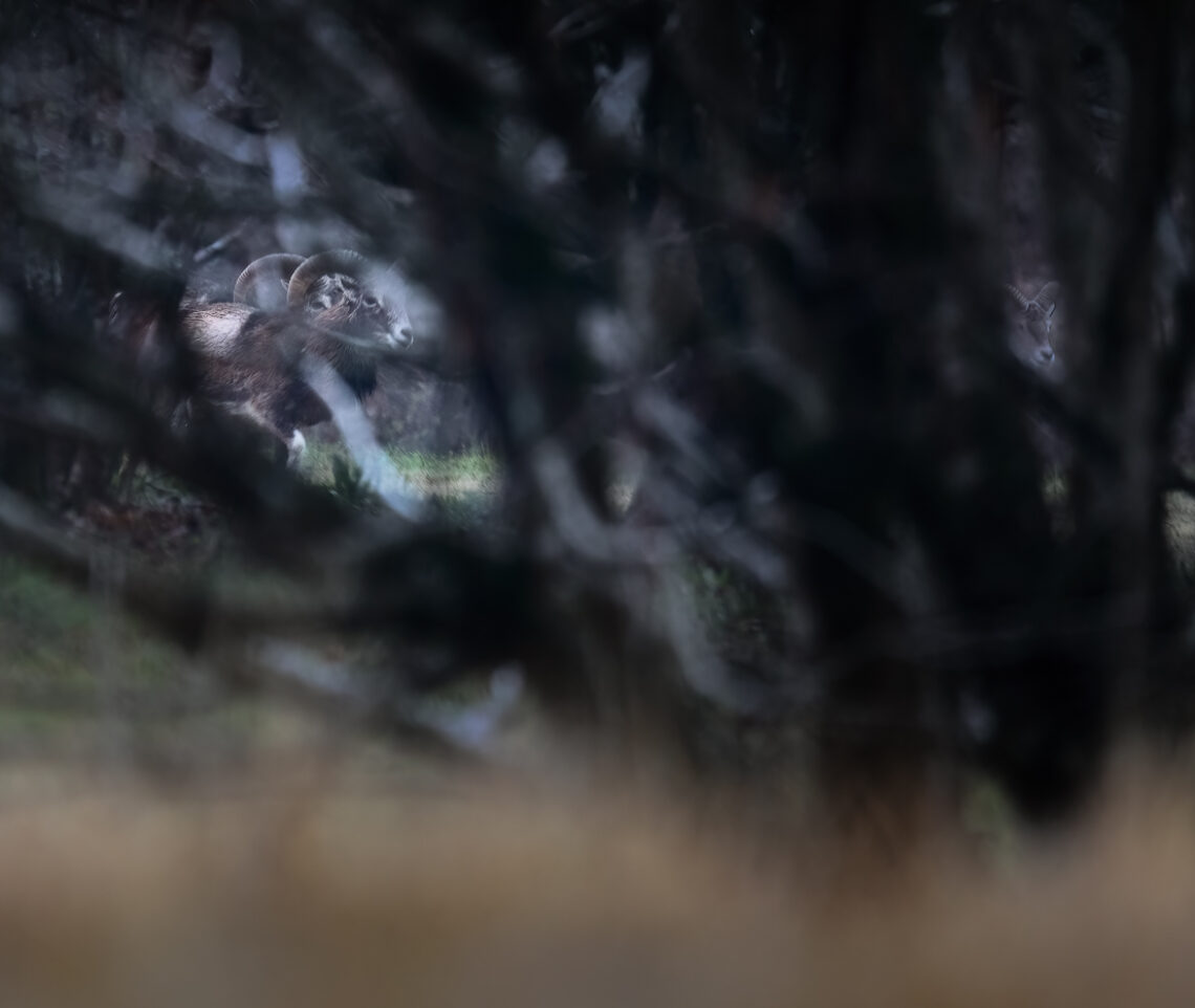 Mufloni europei (Ovis gmelini musimon) fuggono nei boschi delle Prealpi Carniche al primo segnale di pericolo. Italia.