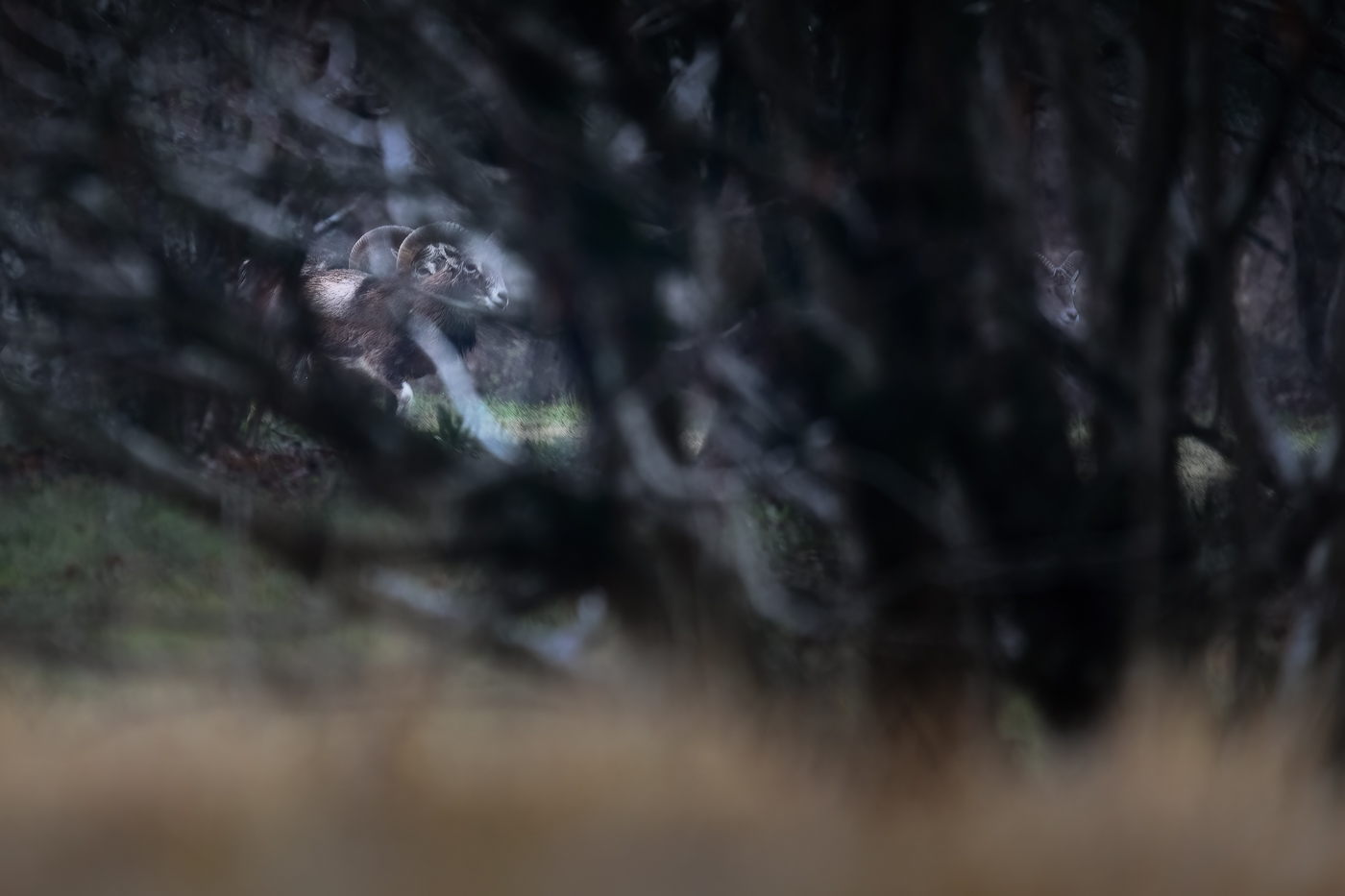 Mufloni europei (Ovis gmelini musimon) fuggono nei boschi delle Prealpi Carniche al primo segnale di pericolo. Italia.