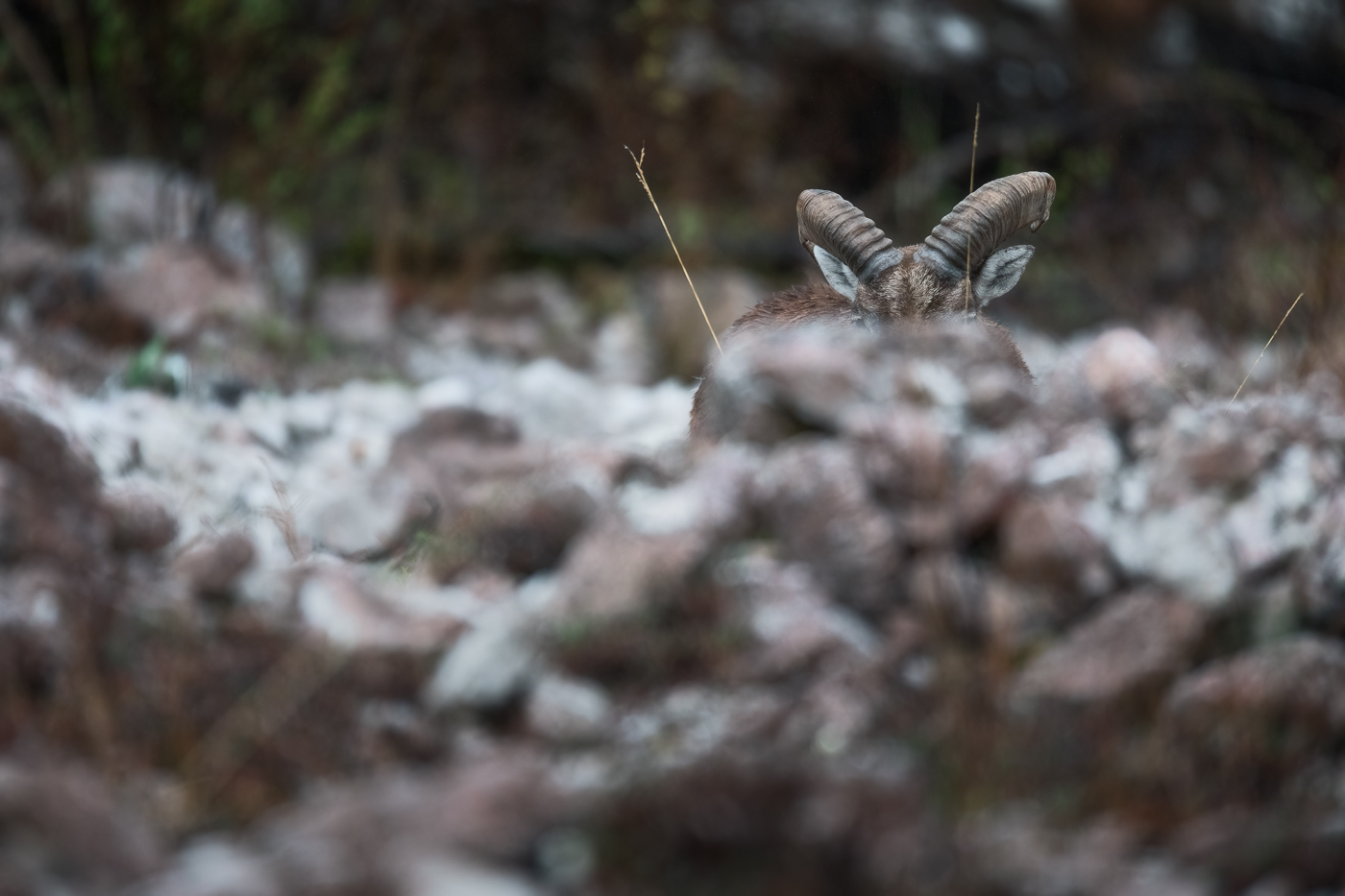 Una sagoma si palesa da dietro le rocce. Muflone europeo (Ovis gmelini musimon). Prealpi Carniche, Italia.