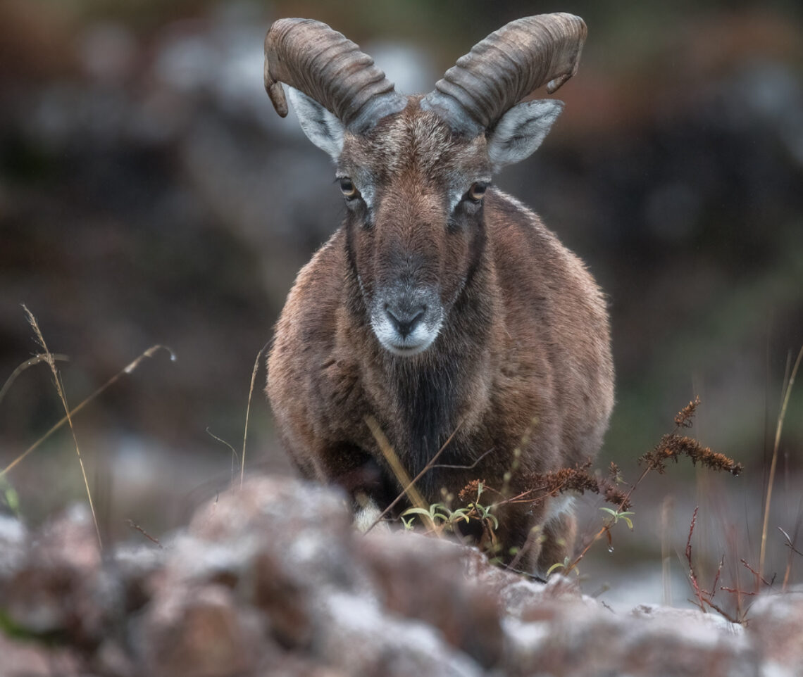 Un muflone europeo maschio (Ovis gmelini musimon) avanza nella mia direzione per controllare l’area. Prealpi Carniche, Italia.