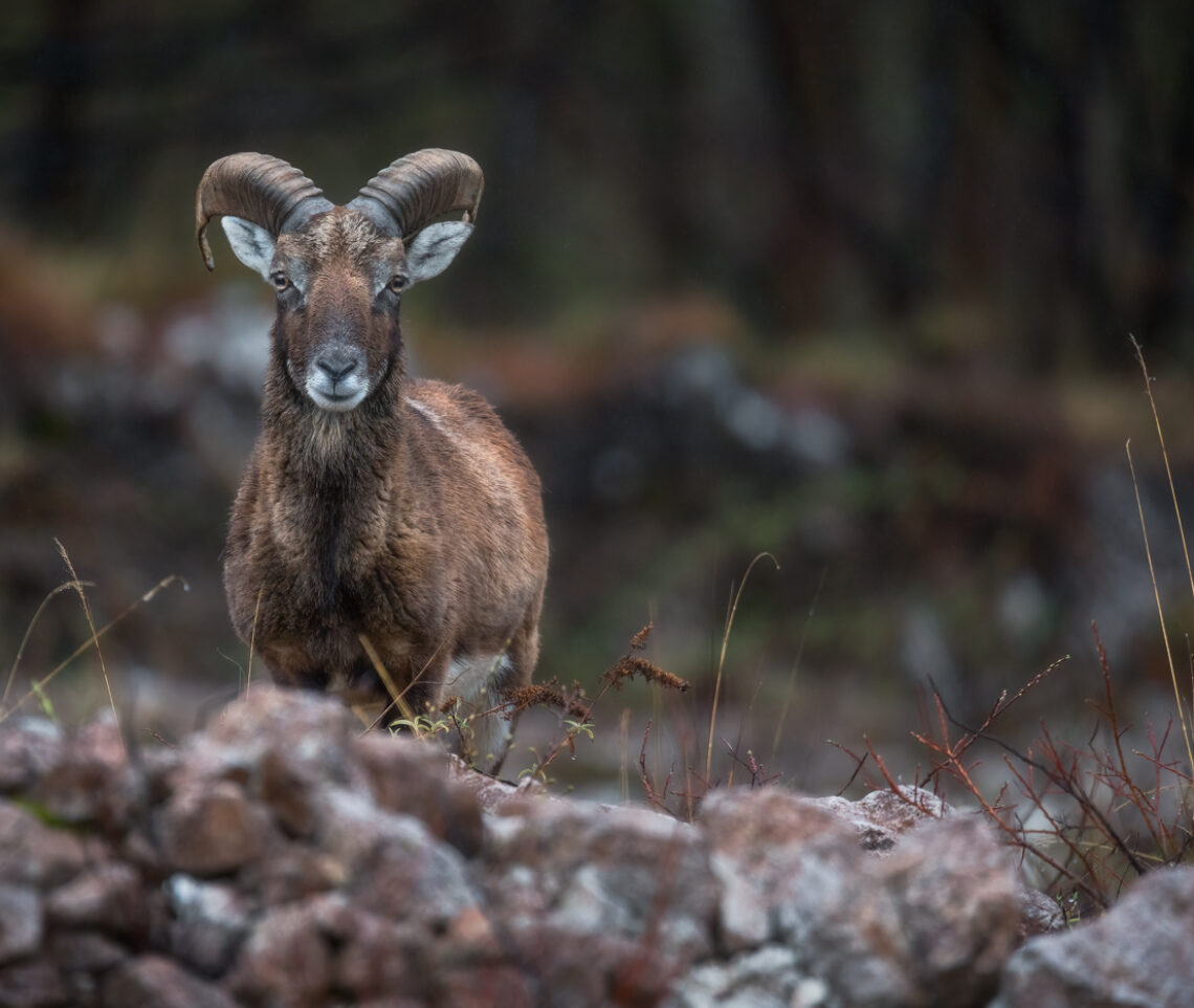 Sotto una pioggia leggera, ma fitta, si presenta un giovane muflone europeo (Ovis gmelini musimon). Prealpi Carniche, Italia.