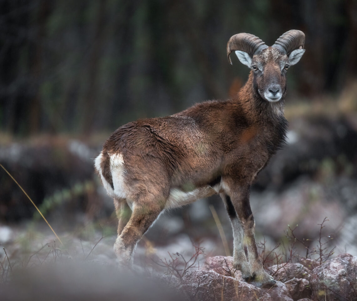 Giovane muflone europeo maschio (Ovis gmelini musimon) si volta per un ultimo sguardo prima di allontanarsi rapidamente. Prealpi Carniche, Italia.