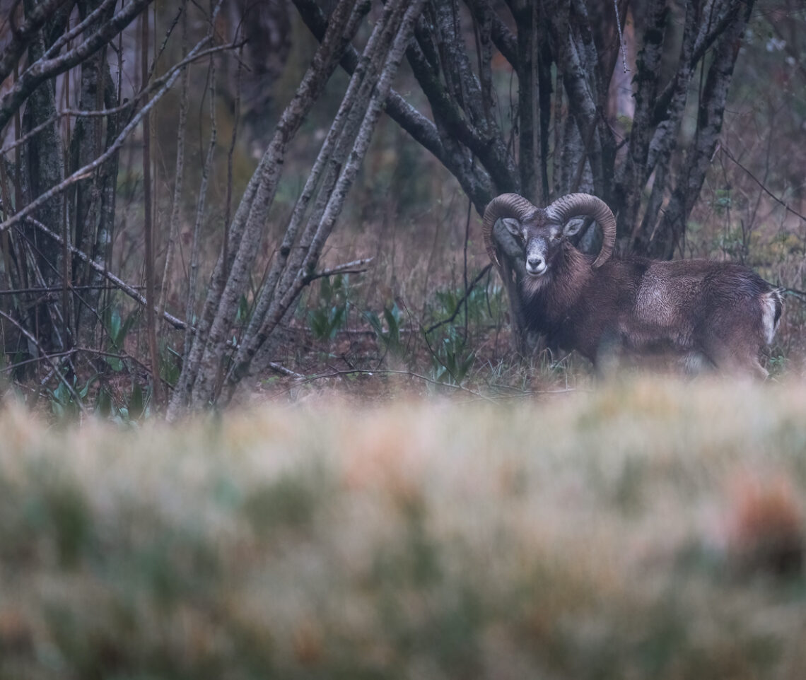 La magnificenza del muflone europeo (Ovis gmelini musimon). Prealpi Carniche, Italia.