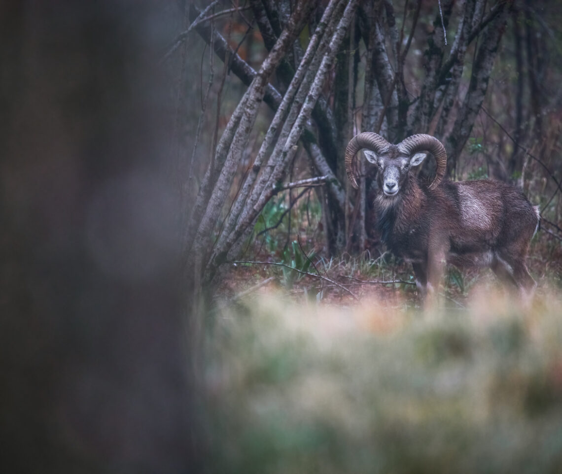 La simmetria del muflone europeo (Ovis gmelini musimon). Prealpi Carniche, Italia.