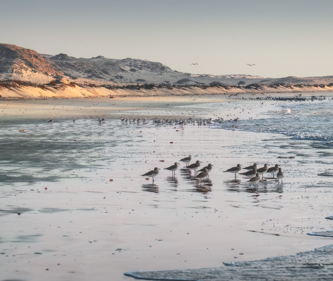 Dove il deserto incontra l’oceano. Numerose specie di uccelli. Gabbiano di Hemprich (Ichthyaetus hemprichii); gabbiano roseo (Chroicocephalus genei); sterna comune (Sterna hirundo); sterna del Ruppel (Thalasseus bengalensis); sterna maggiore (Hydroprogne caspia). Oman.