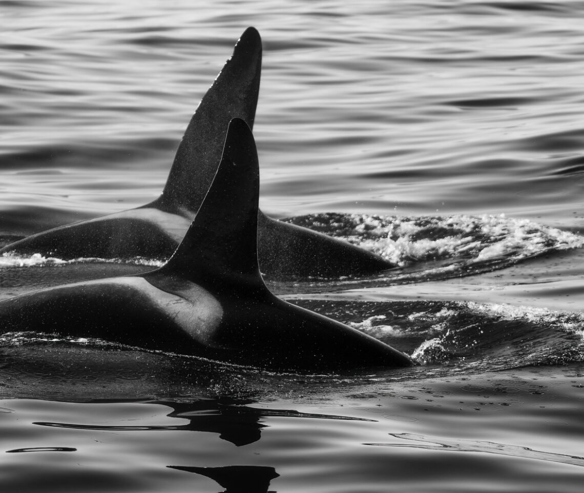 Sincronia e simmetria. Orca (Orcinus orca). Snæfellsjökull National Park, Islanda.