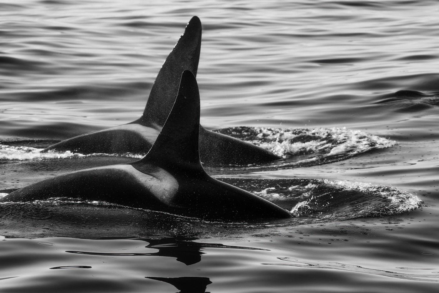 Sincronia e simmetria. Orca (Orcinus orca). Snæfellsjökull National Park, Islanda.