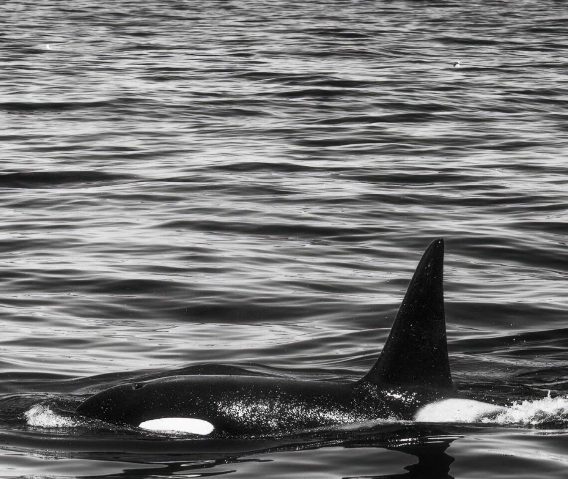 Un grande maschio di orca (Orcinus orca) prende un lungo respiro prima di immergersi nuovamente. Snæfellsjökull National Park, Islanda.