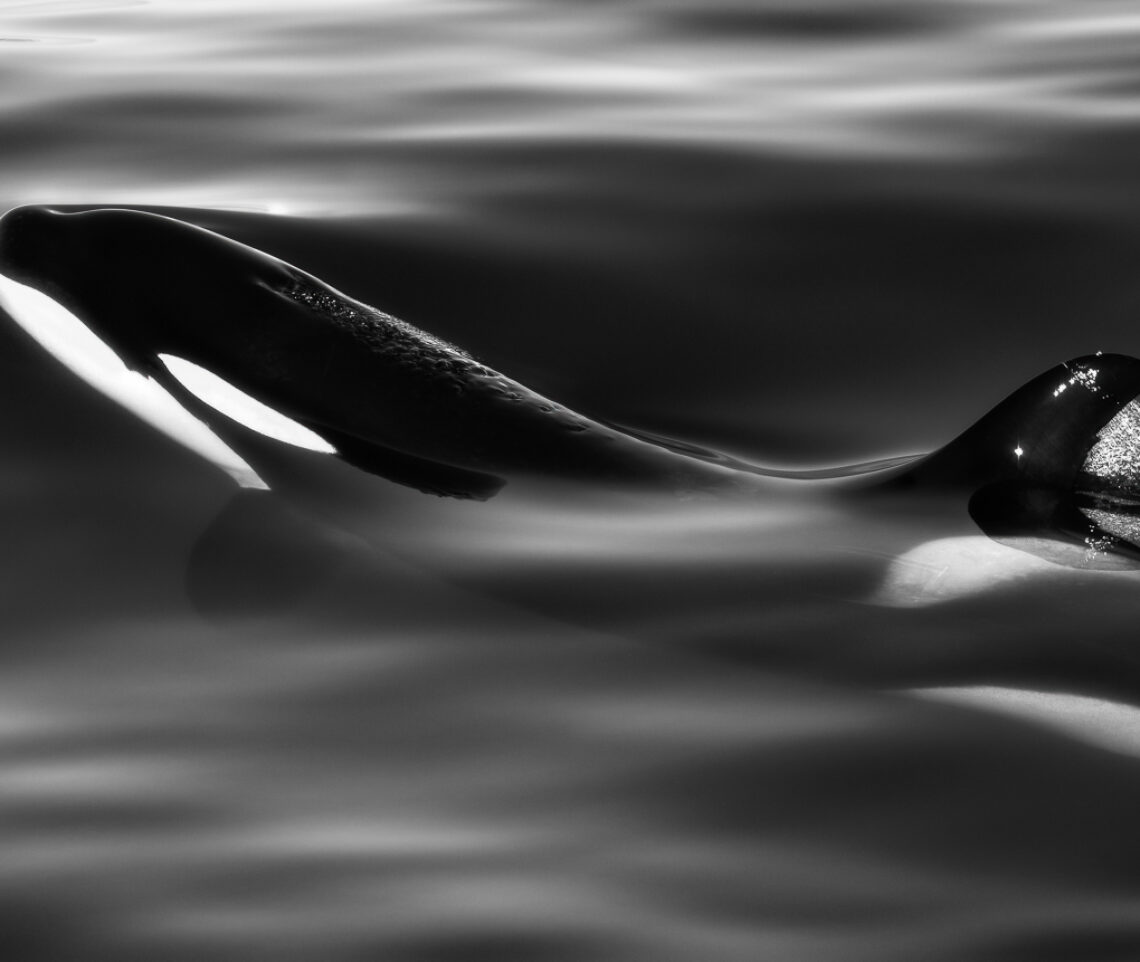 La meravigliosa danza delle orche (Orcinus orca) sotto la superficie dell’acqua. Snæfellsjökull National Park, Islanda.