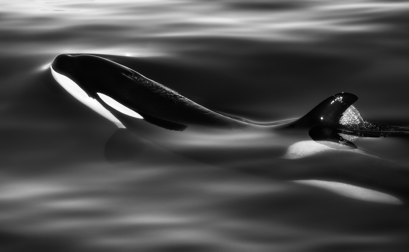La meravigliosa danza delle orche (Orcinus orca) sotto la superficie dell’acqua. Snæfellsjökull National Park, Islanda.