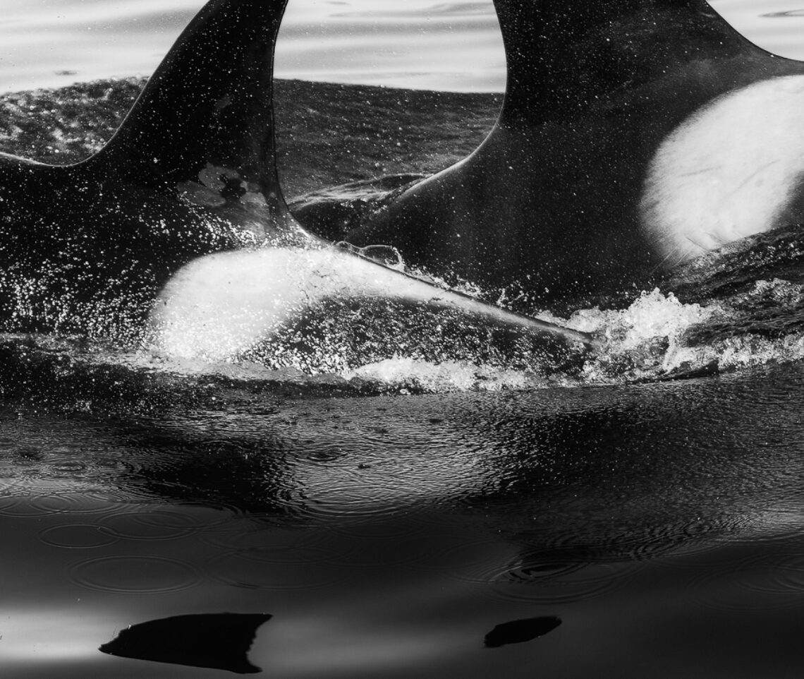 Incroci suggestivi di pinne dorsali. Orca (Orcinus orca). Snæfellsjökull National Park, Islanda.