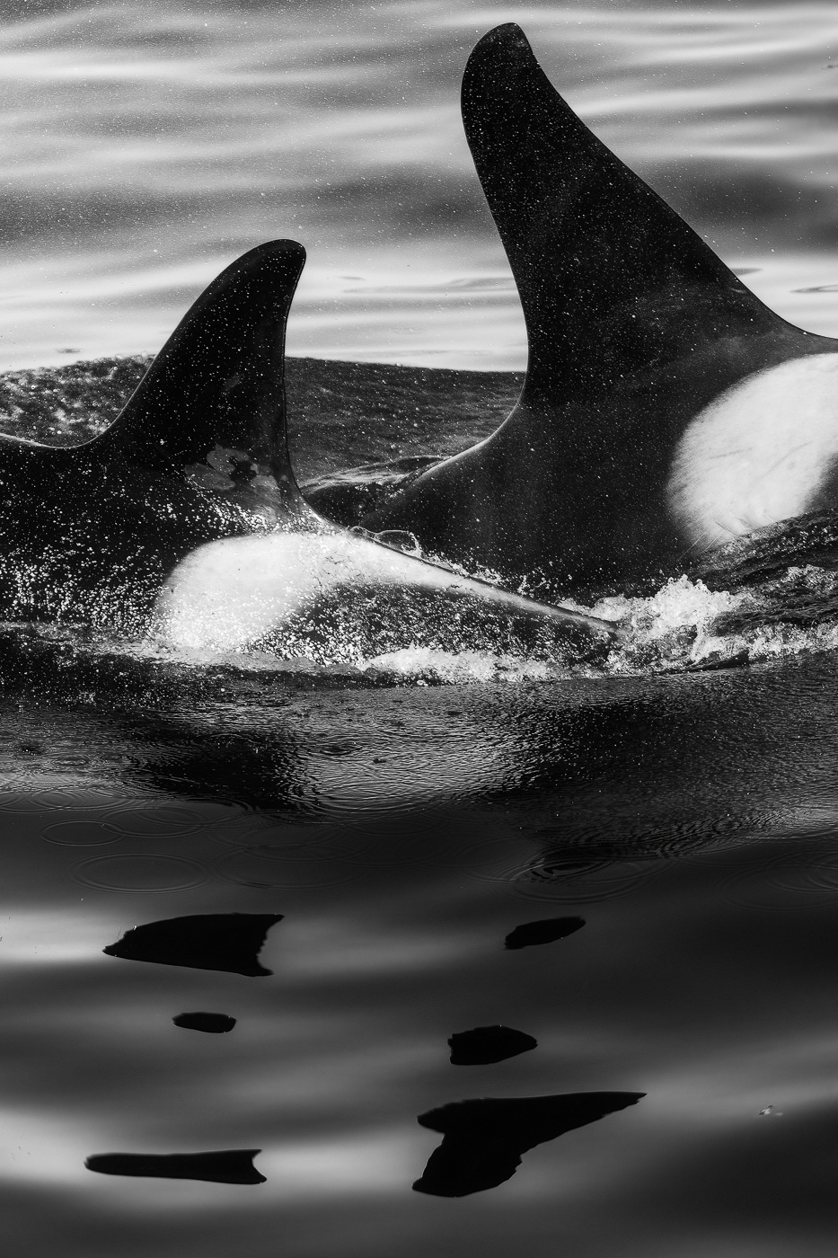 Incroci suggestivi di pinne dorsali. Orca (Orcinus orca). Snæfellsjökull National Park, Islanda.
