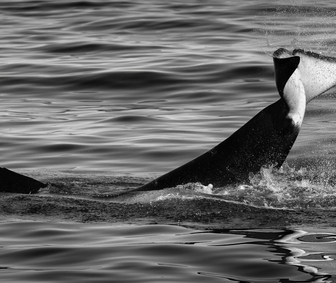 Esibizioni regali. Orca (Orcinus orca). Snæfellsjökull National Park, Islanda.