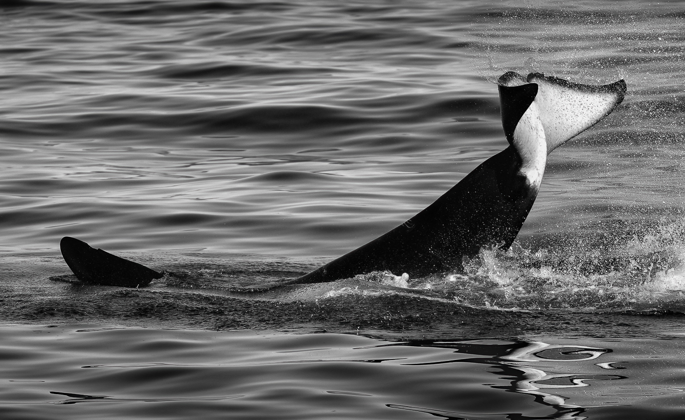 Esibizioni regali. Orca (Orcinus orca). Snæfellsjökull National Park, Islanda.