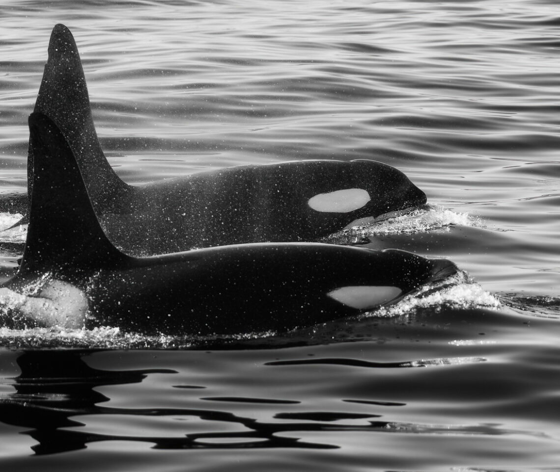 Coppia di orche (Orcinus orca) emerge ed esibisce tutta la bellezza di questi animali. Snæfellsjökull National Park, Islanda.