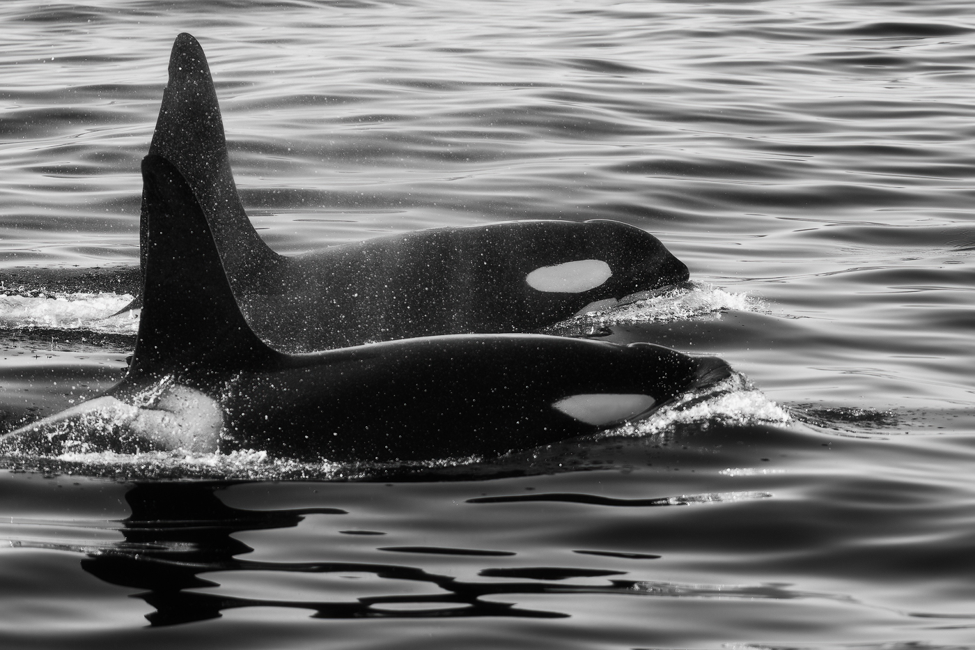 Coppia di orche (Orcinus orca) emerge ed esibisce tutta la bellezza di questi animali. Snæfellsjökull National Park, Islanda.
