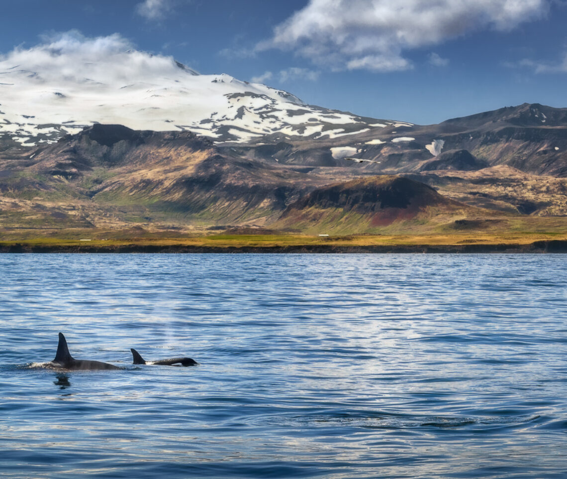 Coppia di orche (Orcinus orca) sfila dinanzi al vulcano Snæfell. Snæfellsjökull National Park, Islanda.