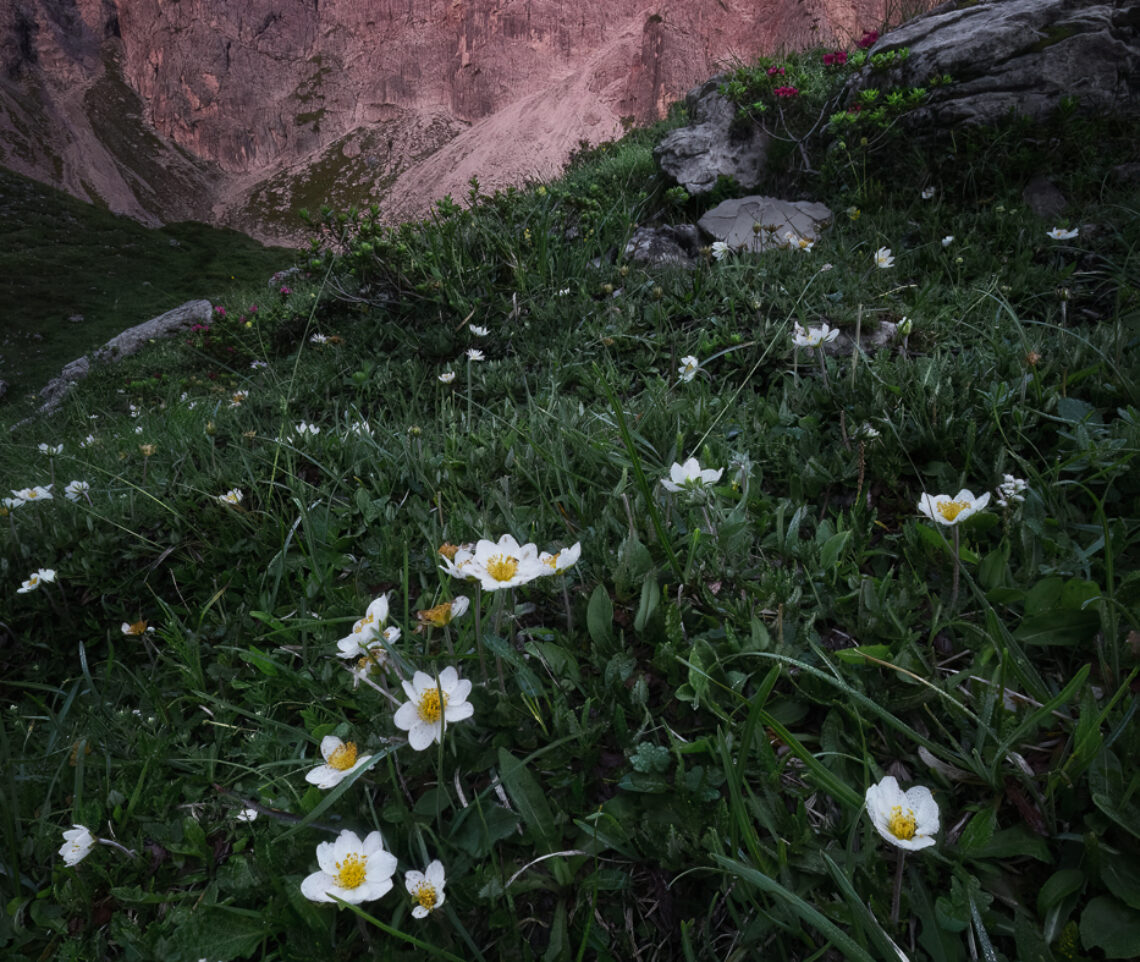 La luce indiretta del crepuscolo mattutino pennella di soffici tonalità le peculiari pareti di roccia dolomia. Parco Naturale Dolomiti Friulane, Italia.