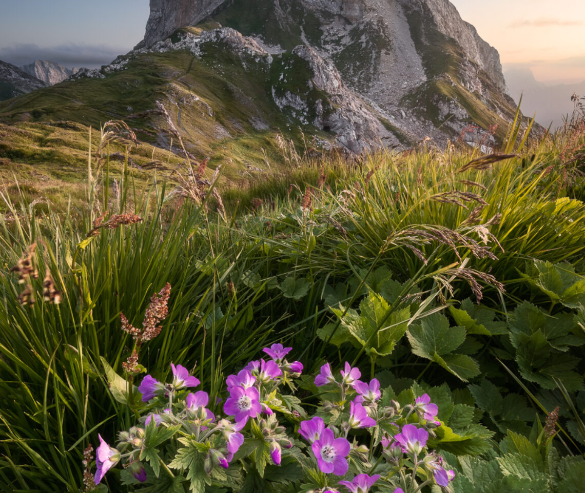 il geranio silvano si illumina, al tramonto, al cospetto delle vette regine delle Alpi Carniche, Italia.