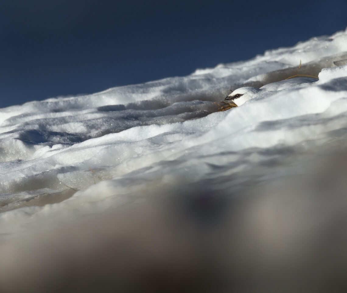 Abilità e adattamento. Il talento mimetico della pernice bianca (Lagopus muta) in veste invernale. Parco Naturale Tre Cime, Dolomiti di Sesto, Italia.