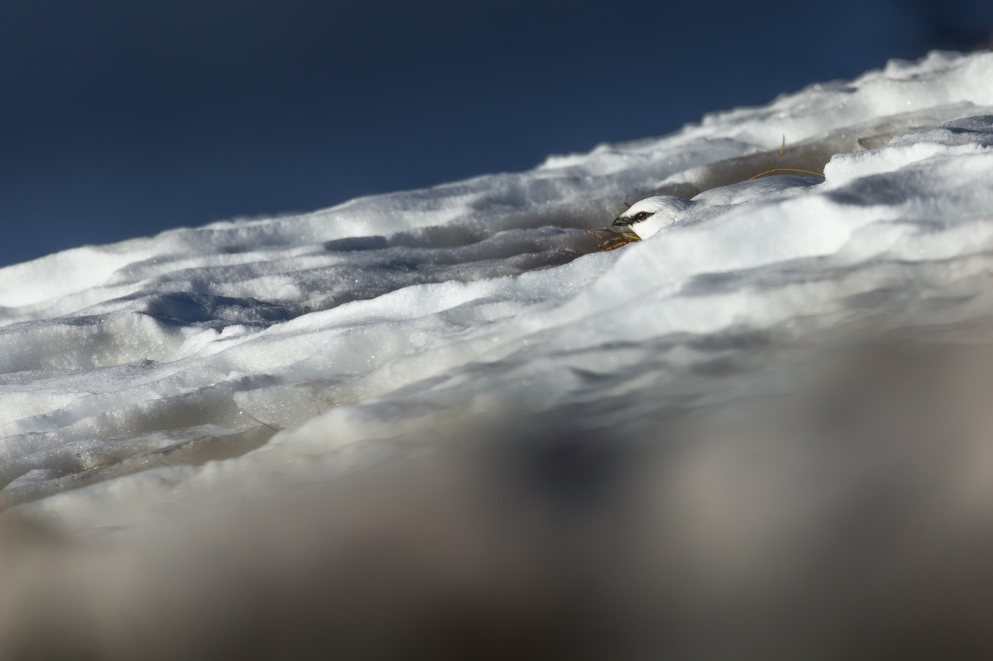 Abilità e adattamento. Il talento mimetico della pernice bianca (Lagopus muta) in veste invernale. Parco Naturale Tre Cime, Dolomiti di Sesto, Italia.