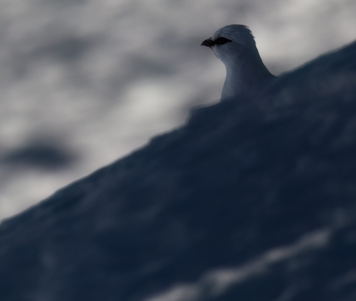 L’albedo della neve rivela la sagoma inconfondibile di una pernice bianca (Lagopus muta) nascosta nell’ombra. Parco Naturale Tre Cime, Dolomiti di Sesto, Italia.